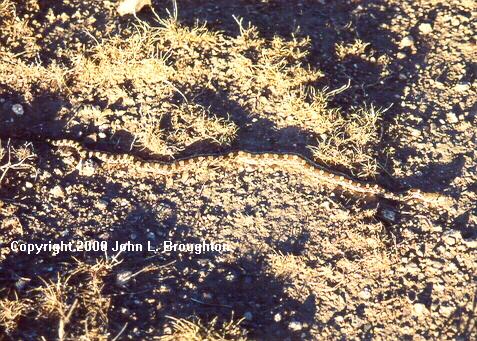 [ Sonoran Gopher Snake ]