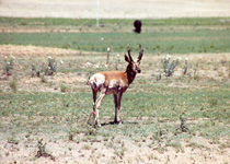 [ Pronghorn Buck ]