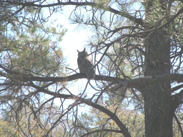 [ Great Horned Owl]