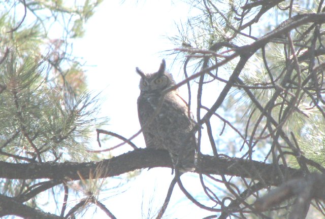 [ Great Horned Owl ]