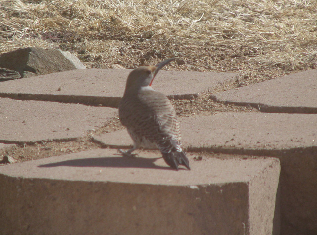 [ Northern Flicker ]