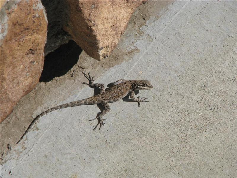 [ Ornate Tree Lizard ]