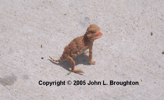 [ Baby Horned Toad ]