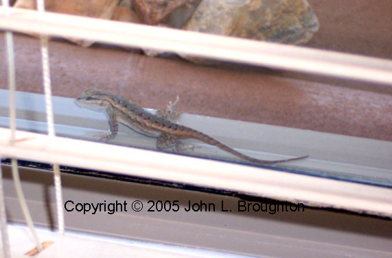 [ Plateau Fence Lizard ]