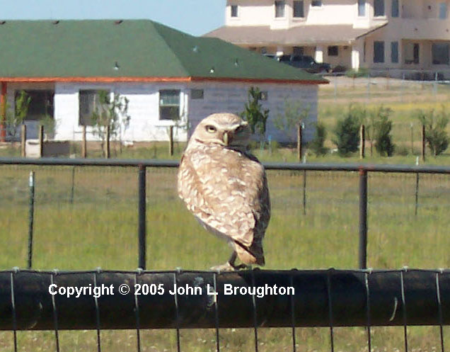 [ Burrowing Owl ]