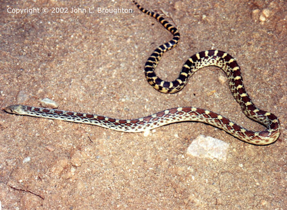 [ Bullsnake ]