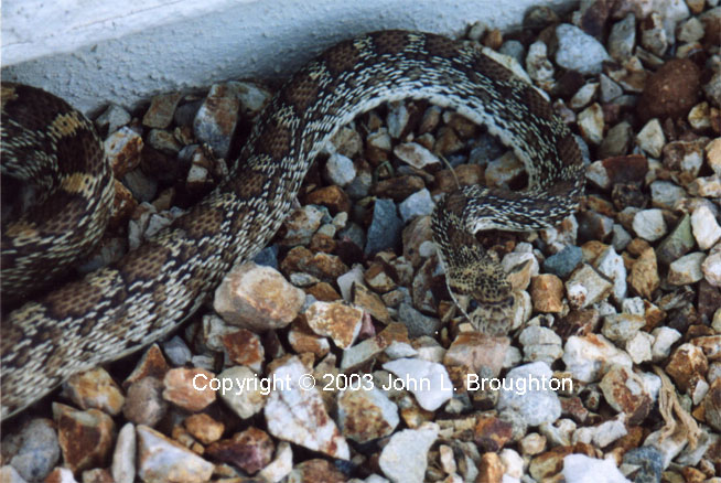 [ Bullsnake ]