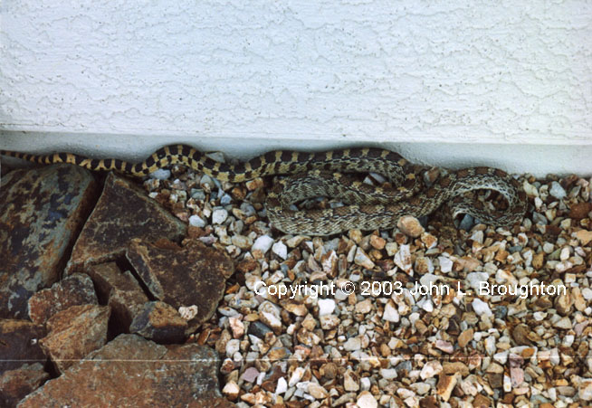 [ Bullsnake ]