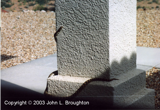 [ Bullsnake ]
