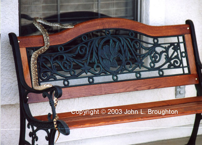 [ Bullsnake ]
