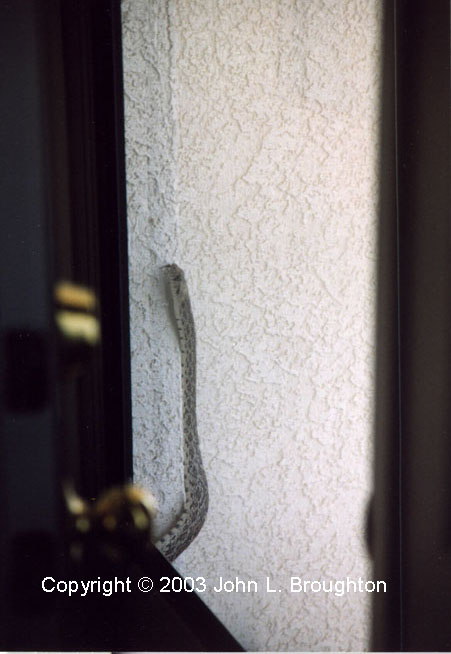 [ Bullsnake ]