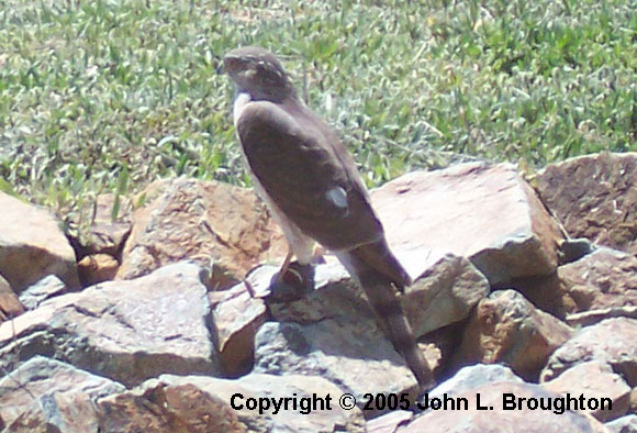 [ Cooper's Hawk ]