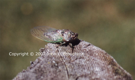 [ Cicada ]