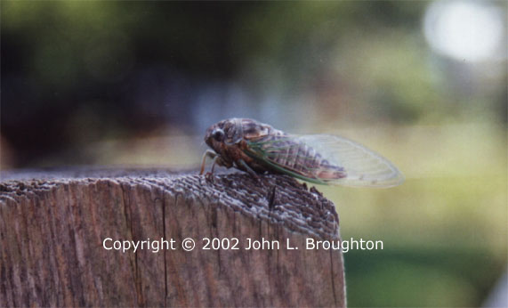 [ Cicada ]