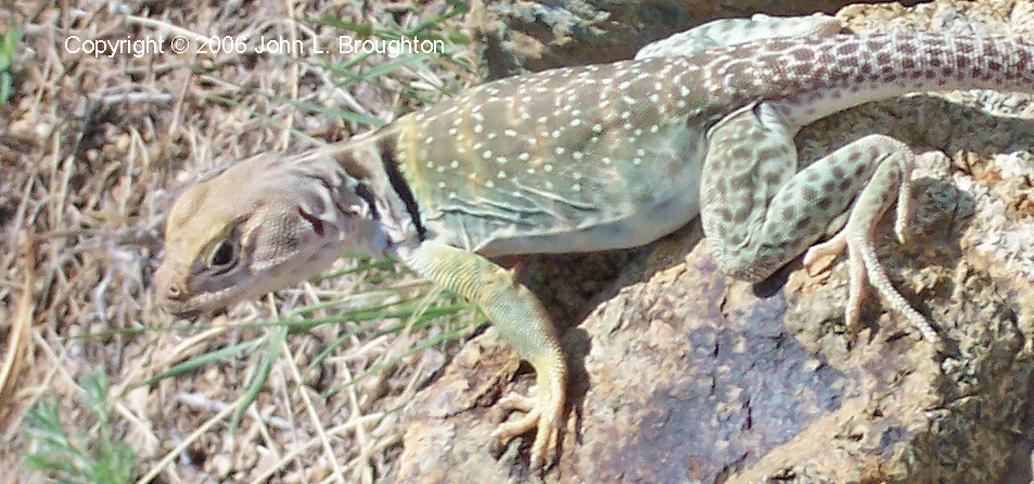 [ Common Collared Lizard ]