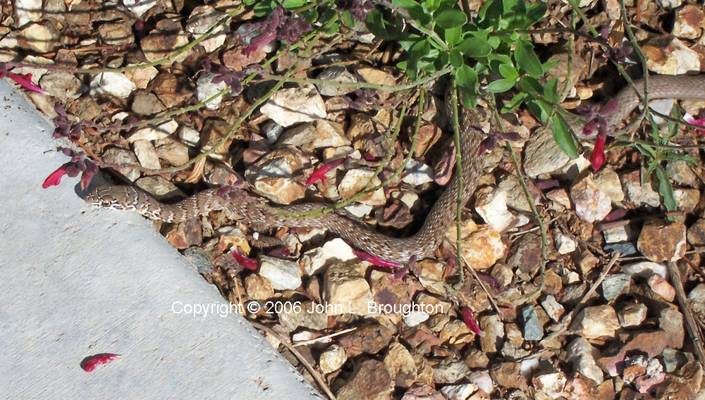 [ Juvenile Coachwhip ]