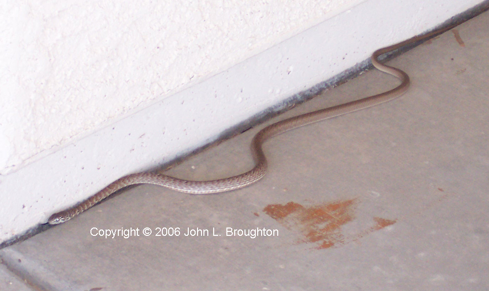 [ Juvenile Coachwhip ]