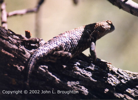 [ Desert Spiny Lizard ]