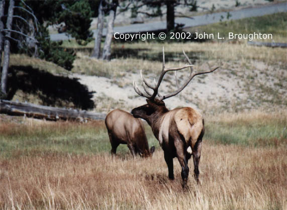 [ Elk ]