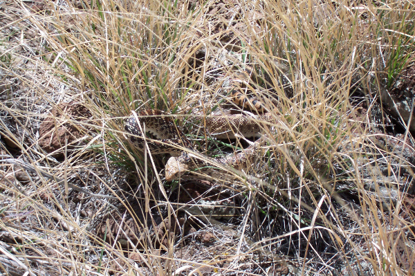 [ Gopher Snake ]