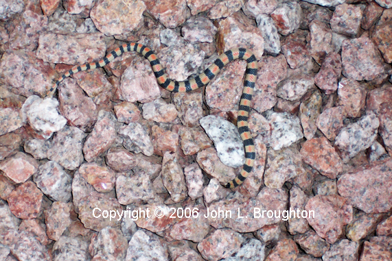 [ Ground Snake ]