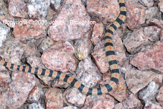 [ Ground Snake ]