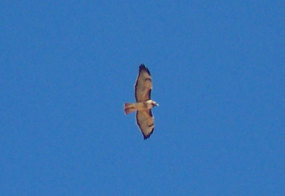 [ Red-tailed Hawk ]