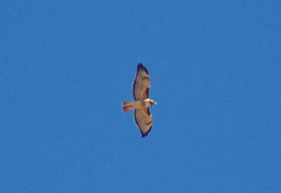 [ Red-tailed Hawk ]