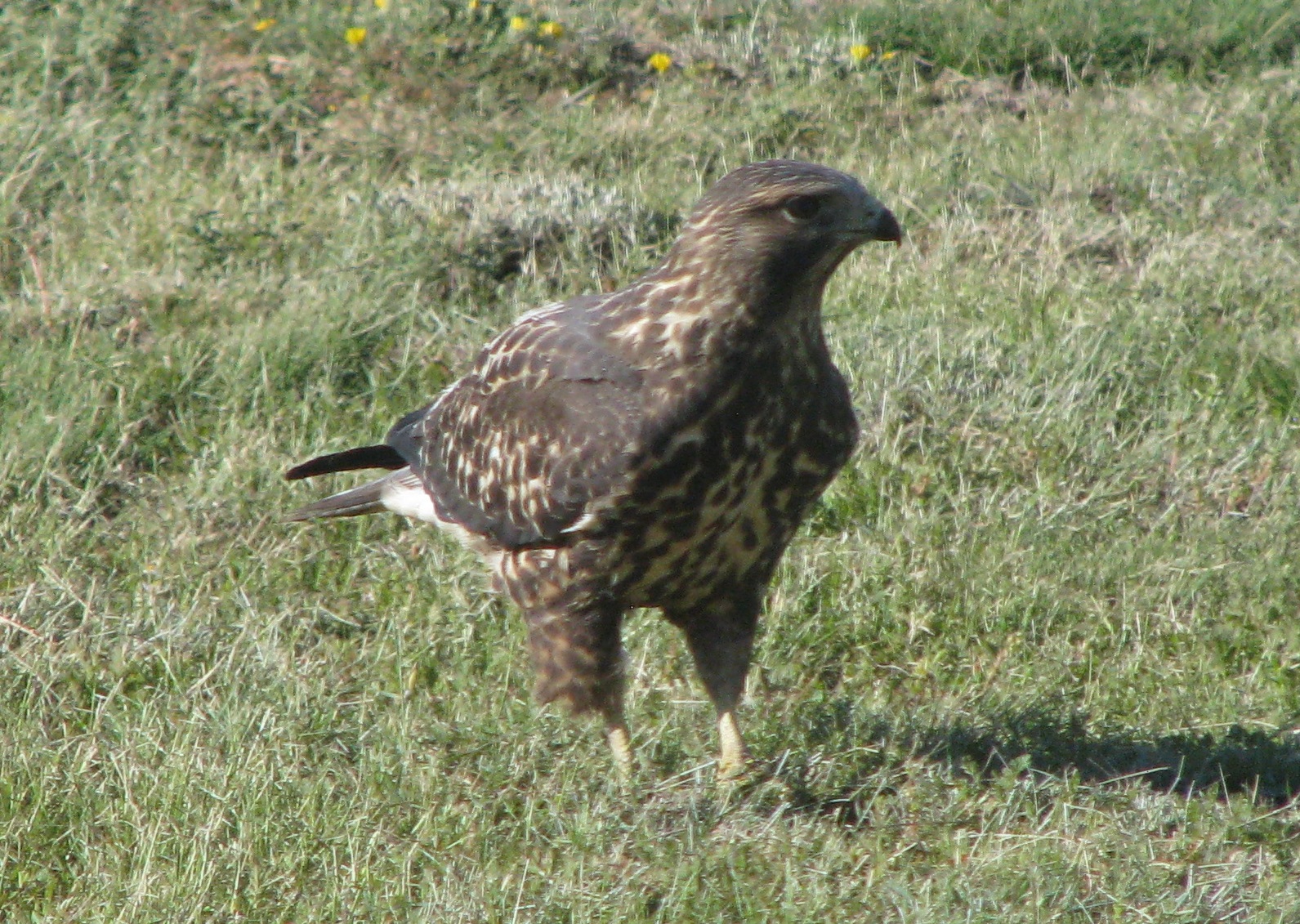 [ Swainson's Hawk ]