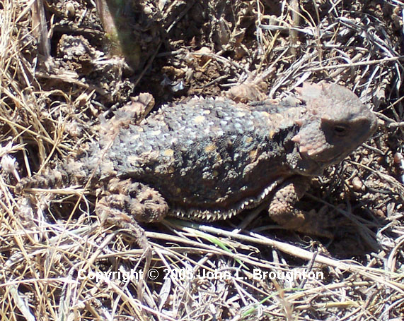 [ Horned Toad ]