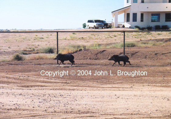 [ Javelina ]