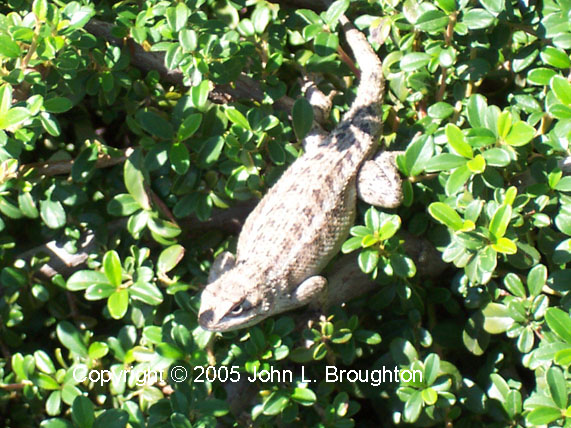 [ Plateau Fence Lizard ]