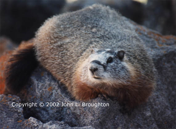 [ Marmot ]