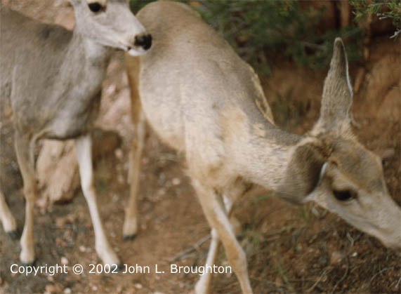 [ Mule Deer ]