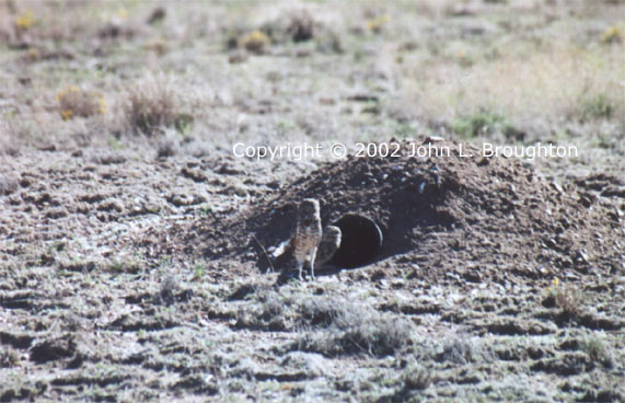 [ Burrowing Owl ]