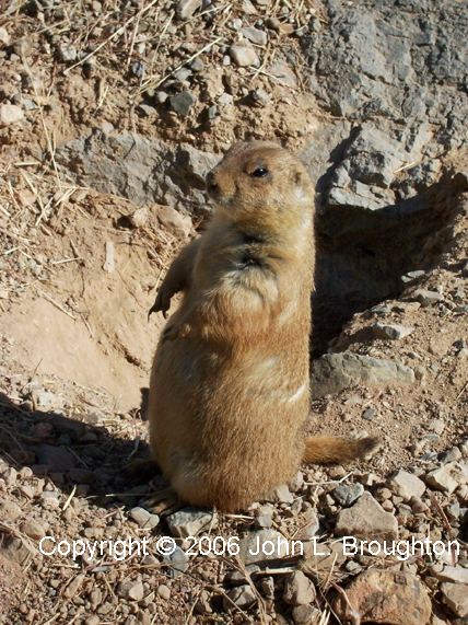 [ Prairie Dog ]