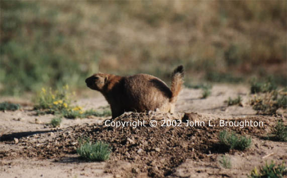 [ Prairie Dog ]