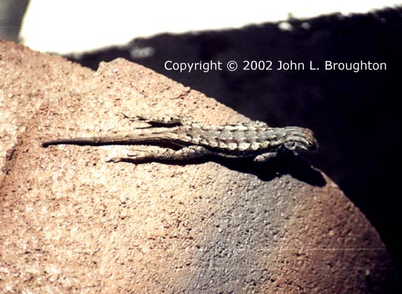 [ Plateau Fence Lizard ]