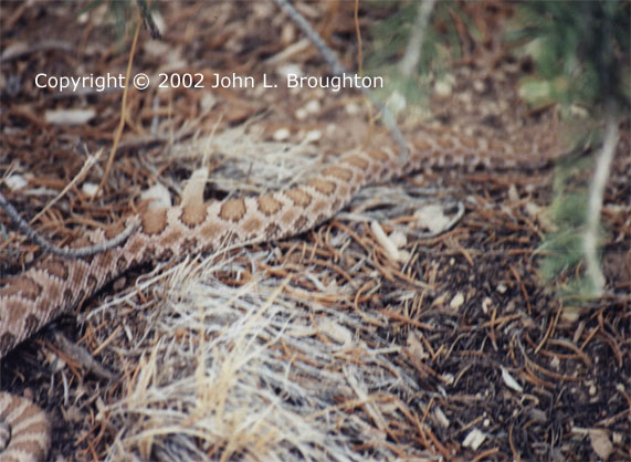 [ Grand Canyon Rattlesnake ]