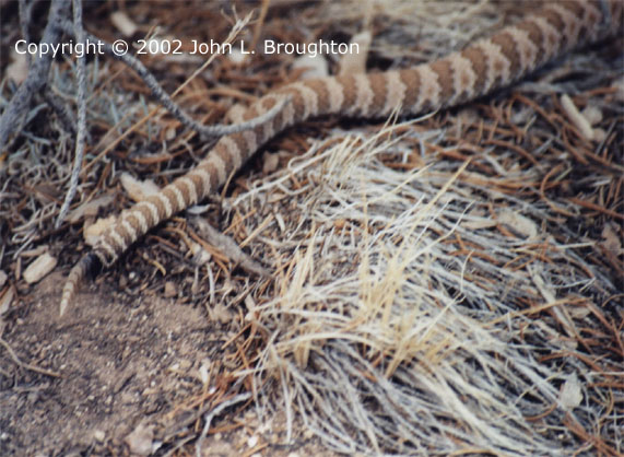 [ Grand Canyon Rattlesnake ]