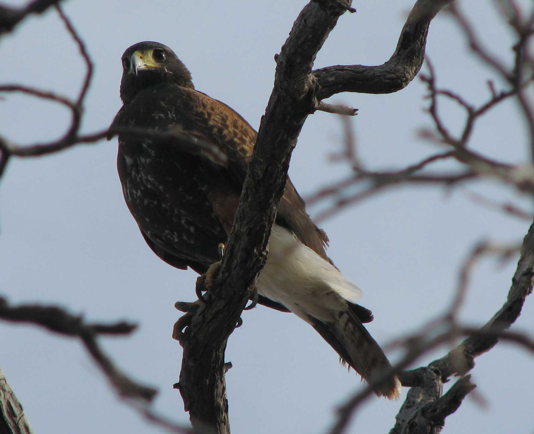 [ Swainson's Hawk ]