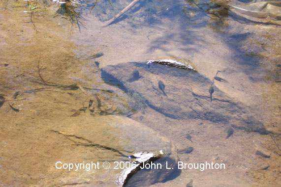 [ Tadpoles ]