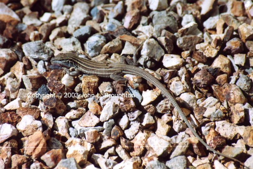 [ Whiptail Lizard ]