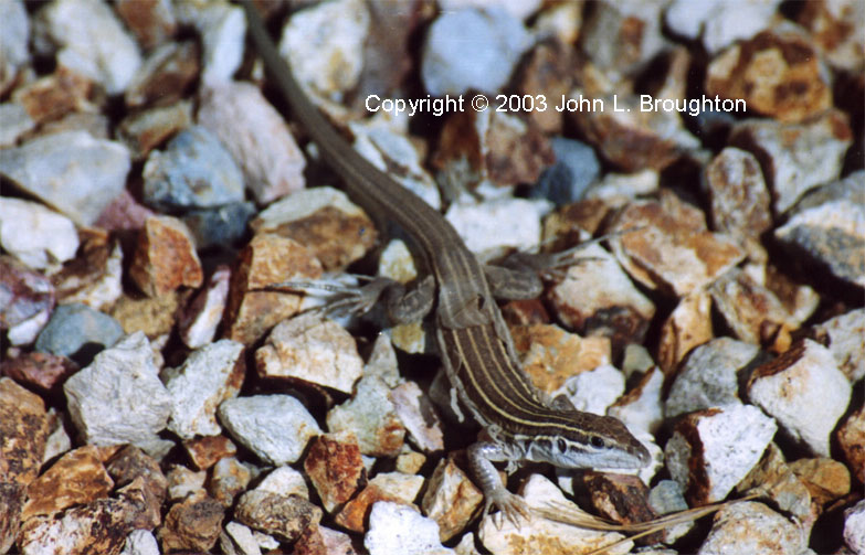 [ Whiptail Lizard ]